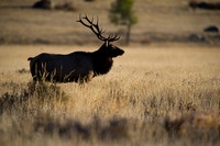 RockyMtnNtnlPark-0495