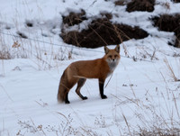 20100124-Evergreen-5