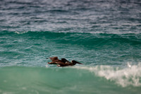 Tortola-0371