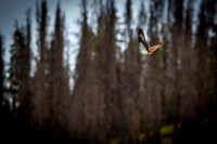 _DSC5715