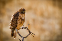 20110220-Evergreen-2108
