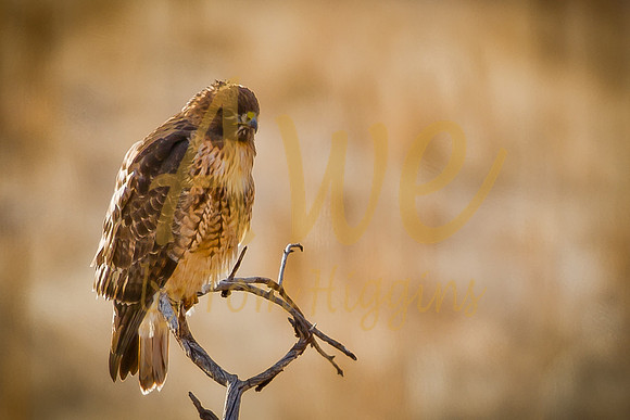 20110220-Evergreen-2108