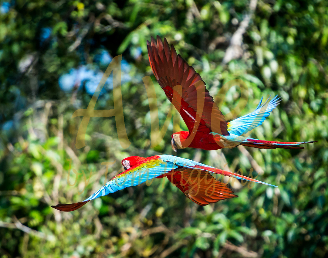 Macaw, Thomas P Higgins, Awe Photo