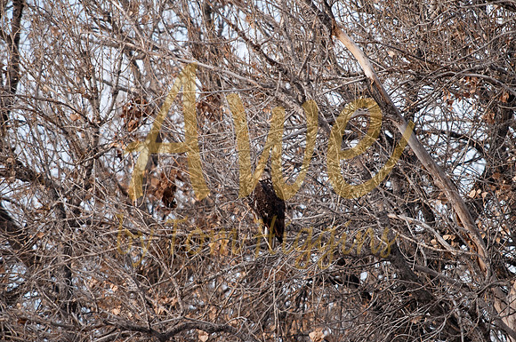 03 Barr Lake - Young Bald Eagle
