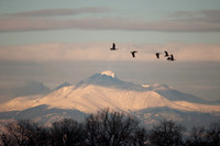 03 Barr Lake - Geese