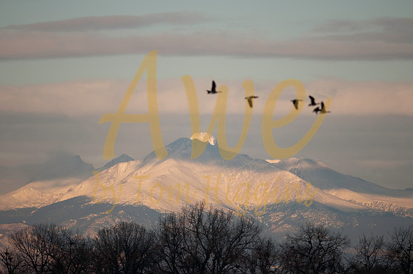 03 Barr Lake - Geese