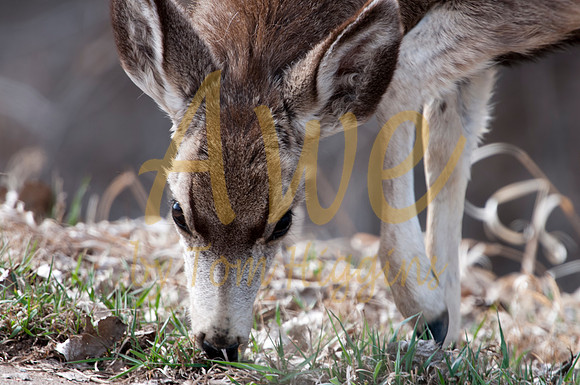 20100318-Chatfield-9283
