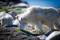 Mountain Goat-Mt.Evans,CO