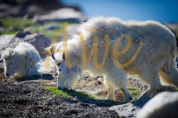 Mountain Goat-Mt.Evans,CO