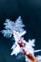 20100321-Evergreen-9421