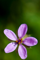 20100502-Autoban-9968