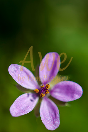 20100502-Autoban-9968