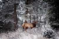 20100220-Evergreen-8552