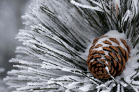 20100220-Evergreen-8598