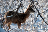20100320-Chatfield-9334
