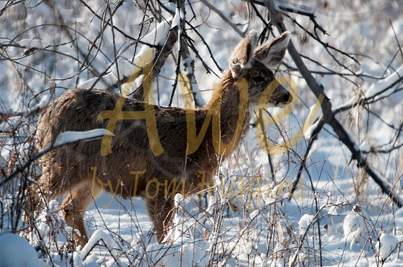 20100320-Chatfield-9334
