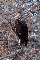03 Barr Lake - Young Bald Eagle 2