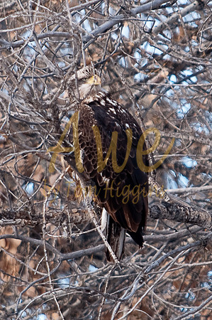 03 Barr Lake - Young Bald Eagle 2