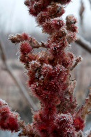 20100206-PlatteRiver-8276