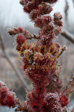 20100206-PlatteRiver-8276