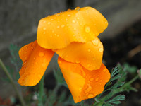 Vancouver, BC - Drenched Flower
