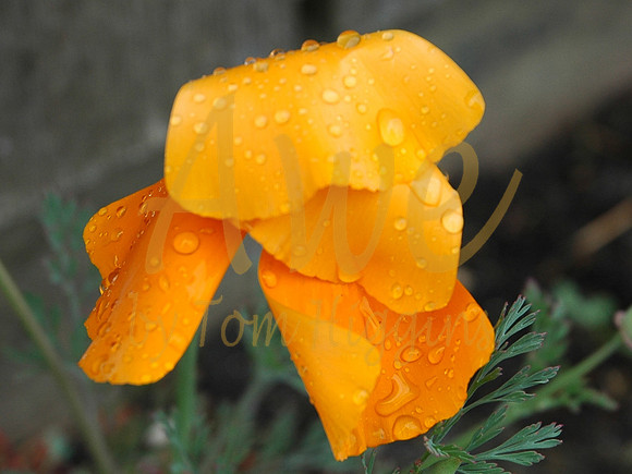 Vancouver, BC - Drenched Flower