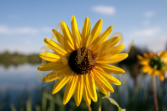 Sunflower
