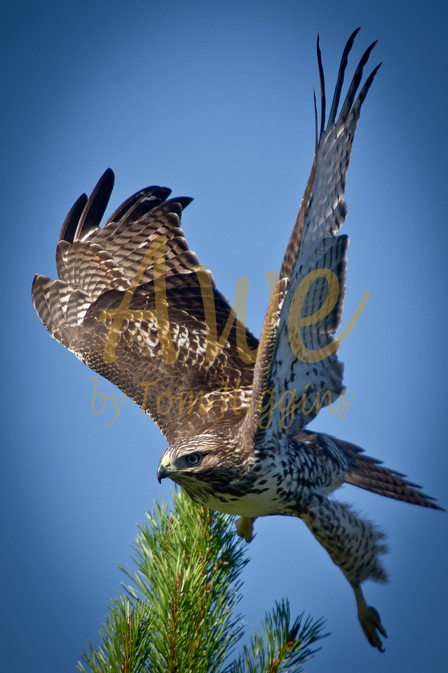 Osprey Grand Lake Thomas P Higgins Captured Awe