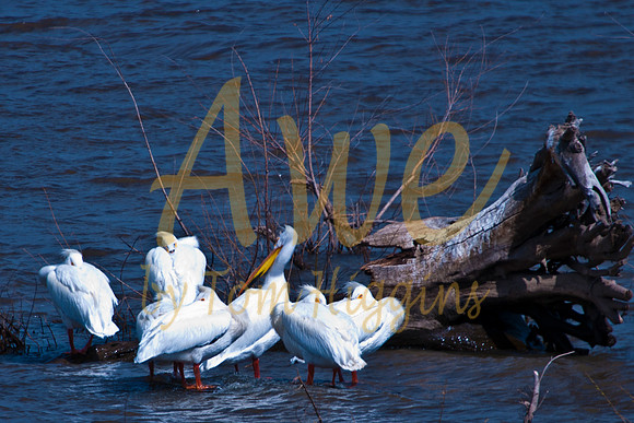 20100502-Chatfield-0005