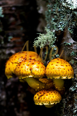 _DSC2552