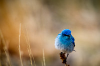 20110501-colorfulbird-2653