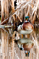 20100502-Lakewood-9862