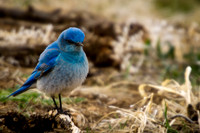 20110501-colorfulbird-2674
