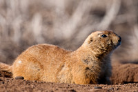 20100306-ChatfieldAutoban-8959