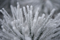 20100220-Evergreen-8588