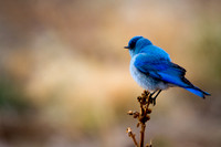 BlueBird-