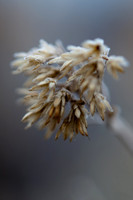 20100206-PlatteRiver-8278