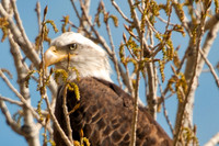 20100502-Chatfield-9990