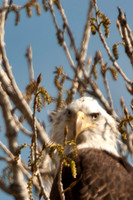 20100502-Chatfield-9988