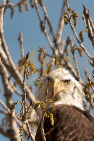 20100502-Chatfield-9988