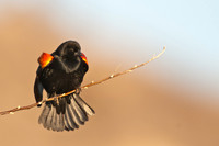 20100306-Chatfield-8901