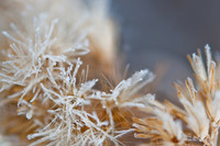 20100206-PlatteRiver-8285