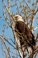 20100502-Chatfield-9991