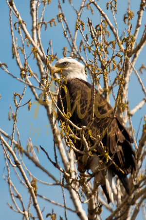 20100502-Chatfield-9991