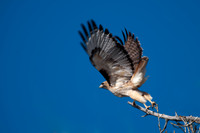 20100306-Chatfield-