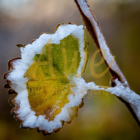 _DSC6346-Edit-Edit