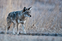 20100217-Chatfield-8497