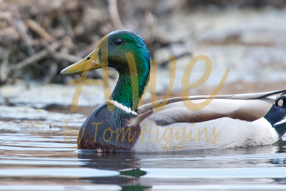 20100318-Chatfield-9309