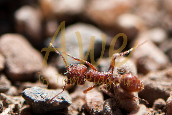 20100502-Autoban-9971