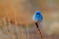DSC_2653-Edit